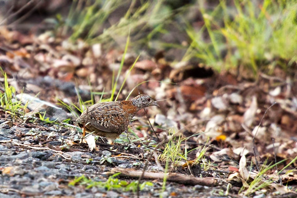 Painted Button-quail (Turnix varius)